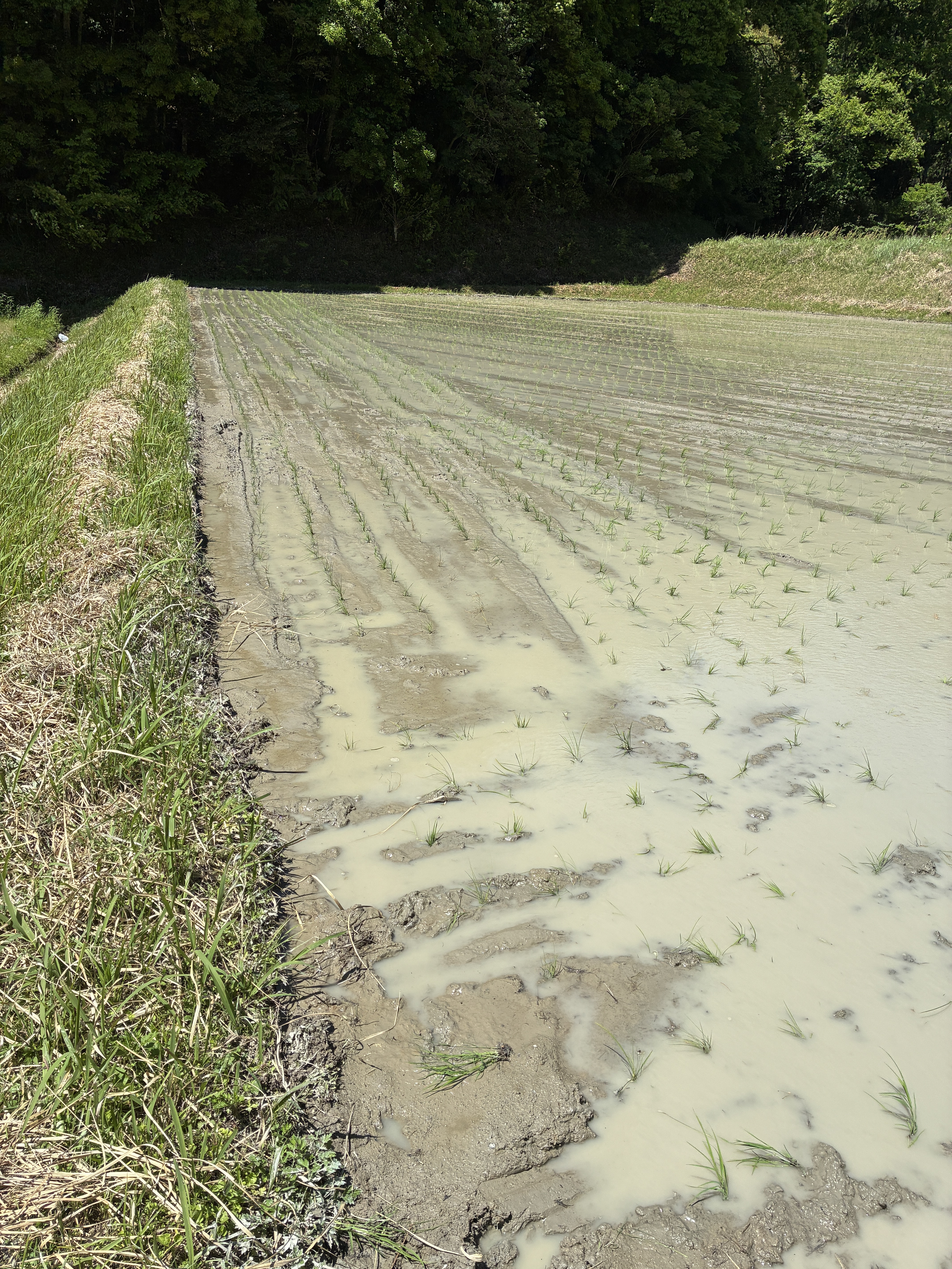 田植え完了