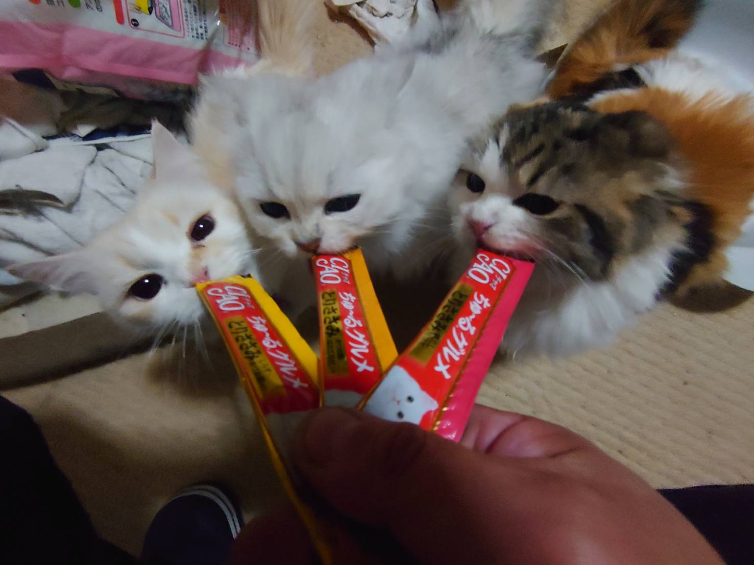 新潟県 村上市 子猫販売 マンチカン ペルシャ ミヌエット ブリーダー