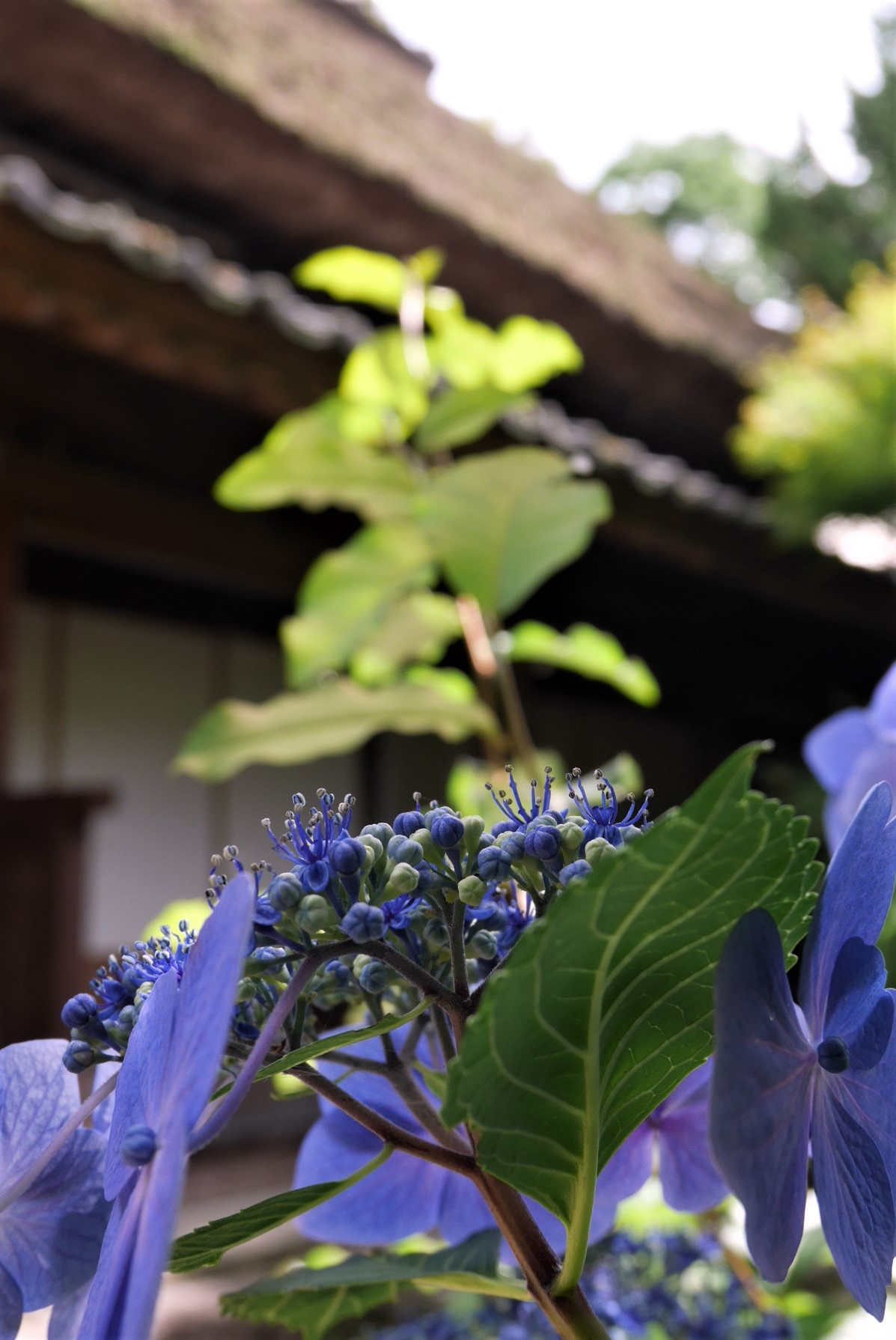 フォトアルバム 季節の花 平家屋敷民俗資料館 三好市重要有形文化財 公式