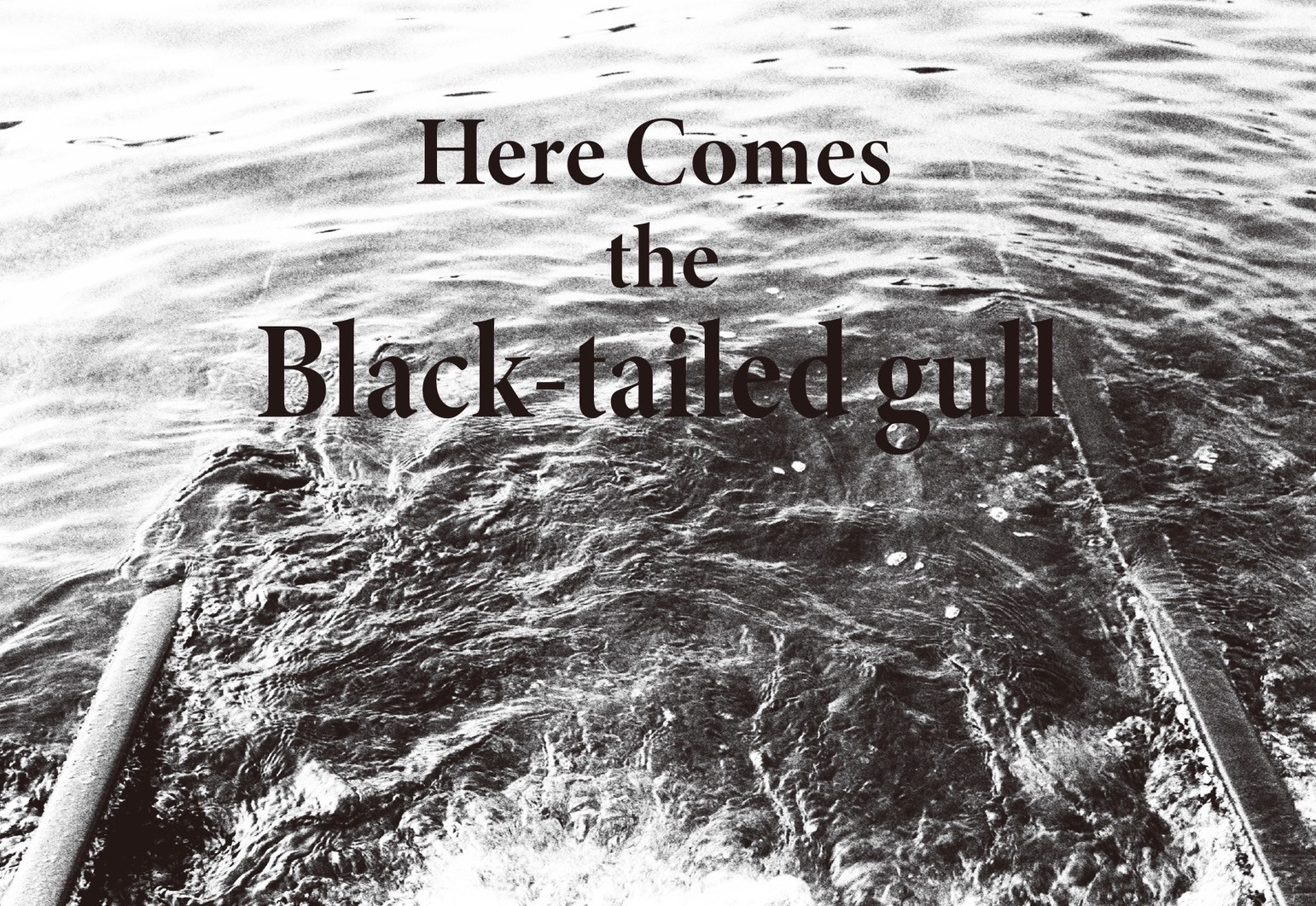 田中七海写真展　“Black-tailed gull“