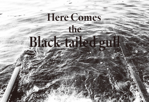 田中七海写真展　“Black-tailed gull“