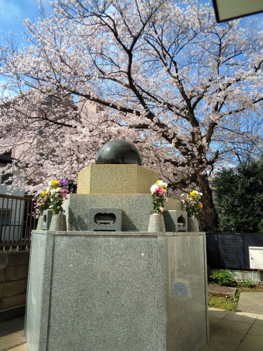 2022　桜 リサイズ.jpg