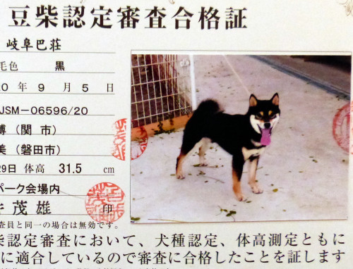 応神認定証.jpg