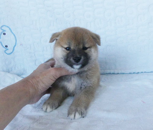 綺麗な顔立ちをした柴犬メスです。