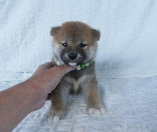 綺麗な顔立ちをした柴犬オスです。