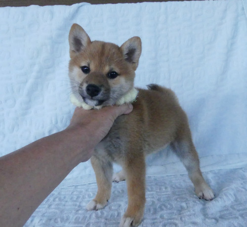 綺麗な顔立ちをした柴犬メスです。