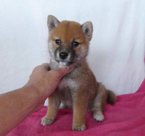 綺麗な顔立ちをした柴犬メスです。