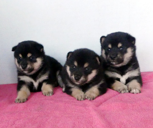 5月6日生まれの豆柴の子犬たちの近影です！