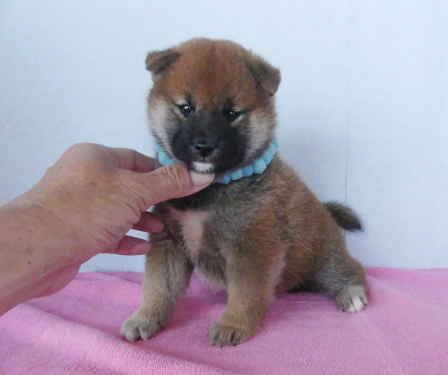 綺麗な顔立ちをした柴犬オスです。