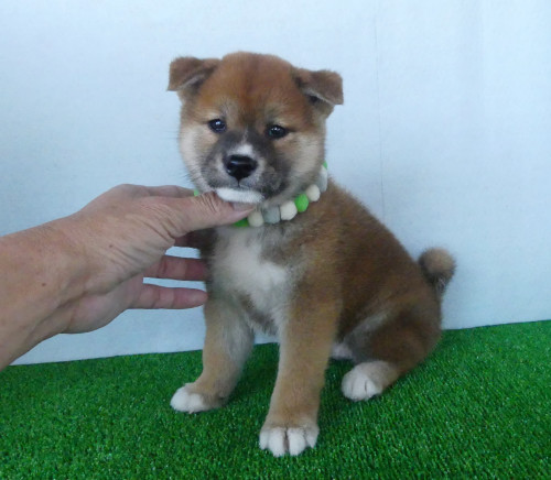 綺麗な顔立ちの柴犬オスです。