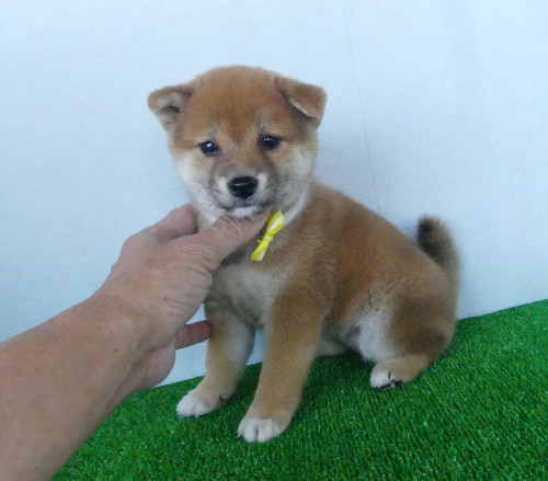 綺麗な顔立ちの柴犬です。