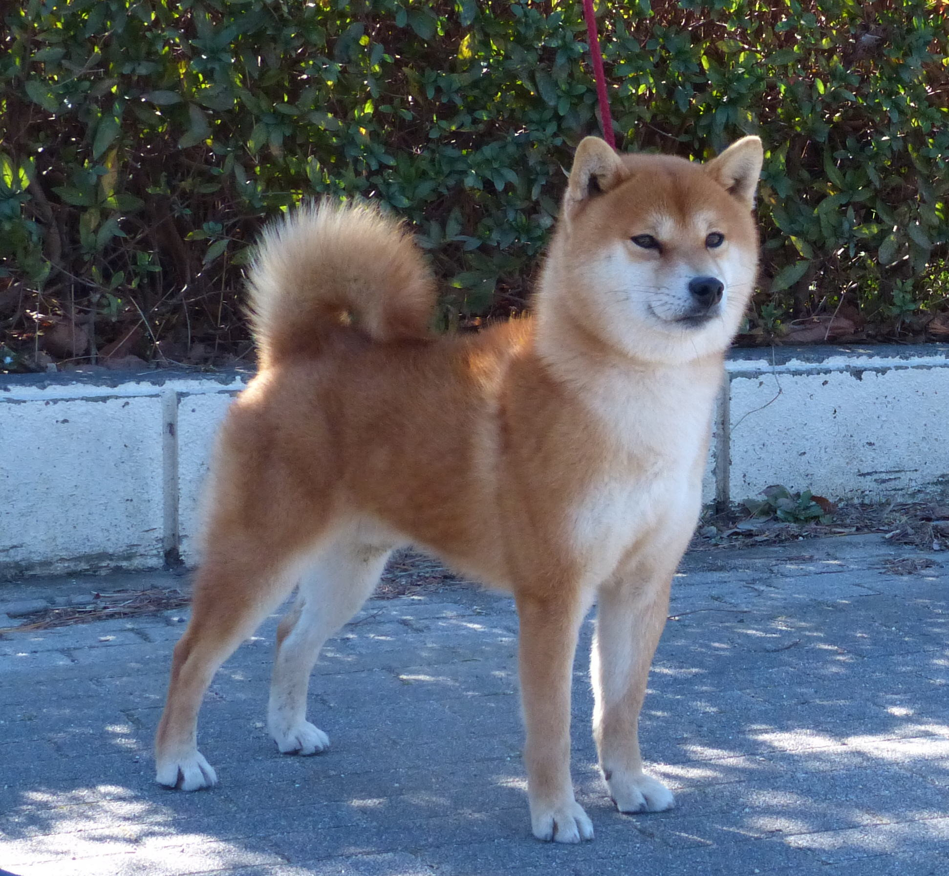 豊後翔真留 号（柴犬・オス）