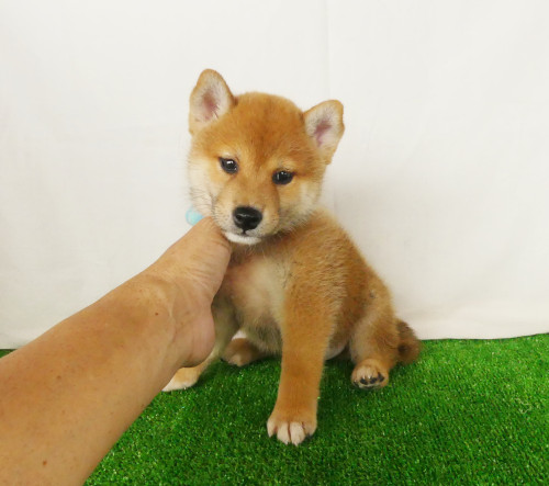 柴犬男の子です！