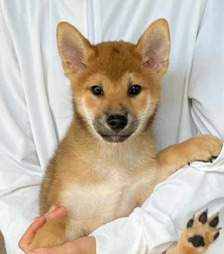 ＜値下げいたしました＞柴犬男の子です！