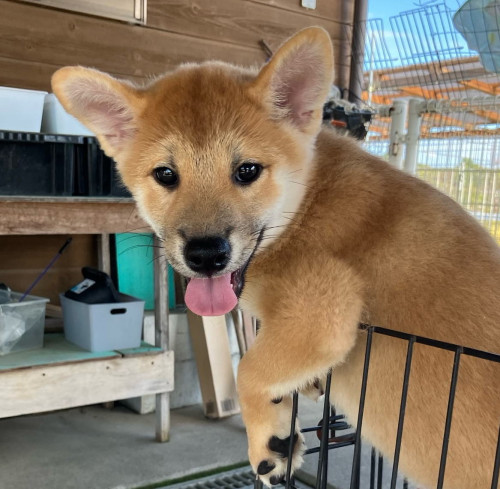 ＜値下げいたしました＞柴犬男の子です！