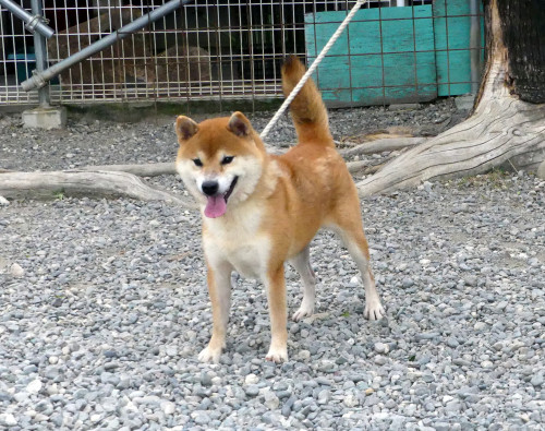 4歳の柴犬男の子をお譲りします