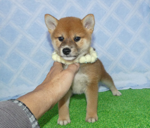 綺麗な顔立ちのメス子犬です。