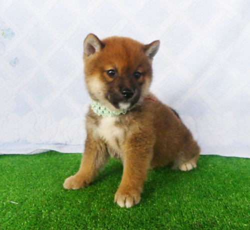 柴犬男の子です！