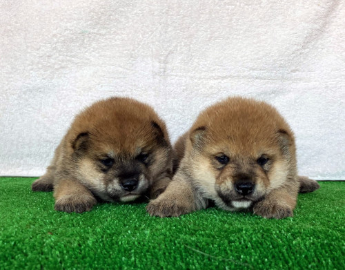 豆柴の子犬が産まれました！