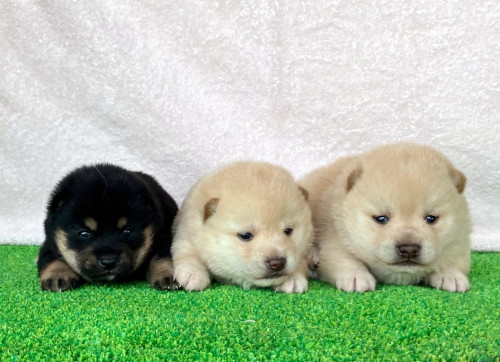 黒と白の豆柴の子犬が産まれました