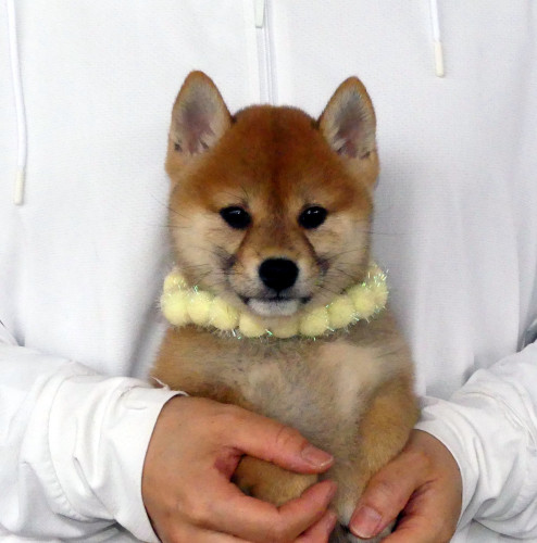 柴犬女の子です！