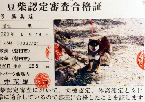 小萩認定証.jpg