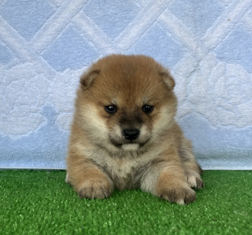 豆柴の子犬が産まれました