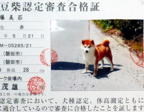 豆柴認定証2.jpg