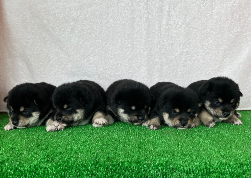 黒の豆柴も産まれています