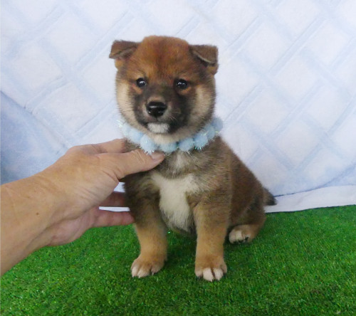 柴犬男の子です！
