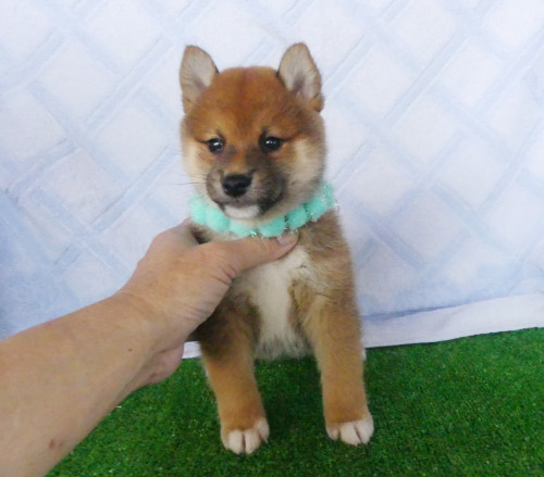 柴犬男の子です！