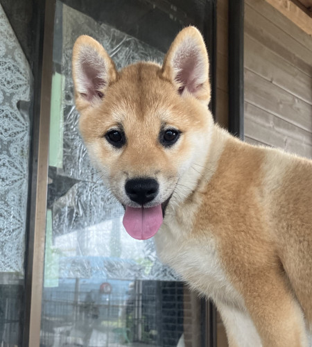 綺麗な顔立ちの柴犬女の子です！（混合ワクチン2回・狂犬病ワクチン接種済）