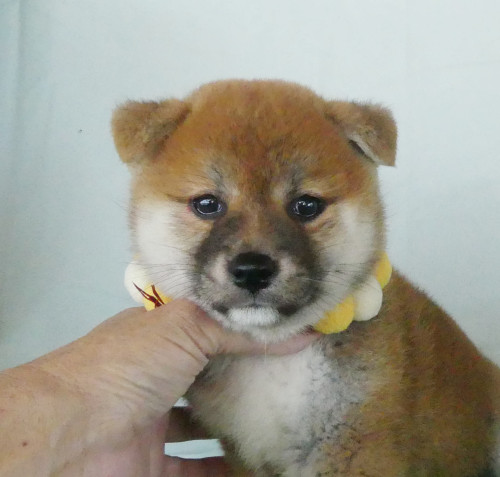 柴犬女の子です！
