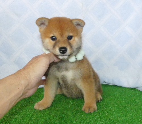 柴犬男の子です！