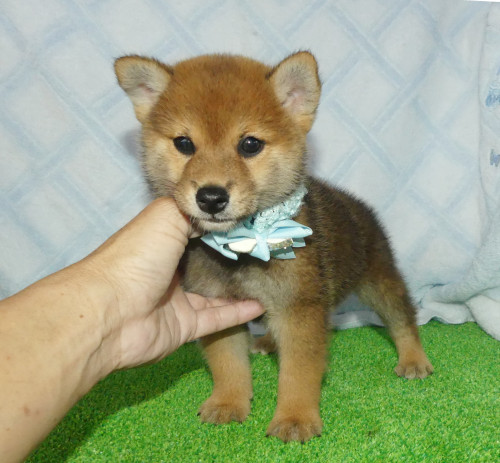 柴犬男の子です！