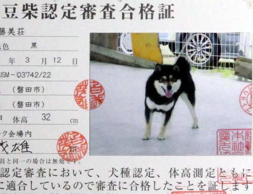杏太郎認定証.jpg