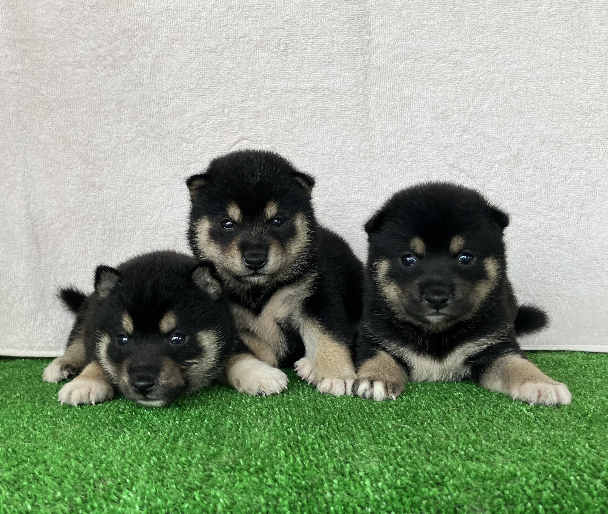 黒の豆柴が産まれました！