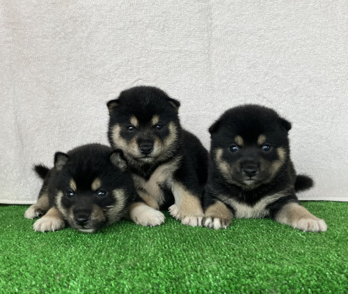 黒の豆柴が産まれました！