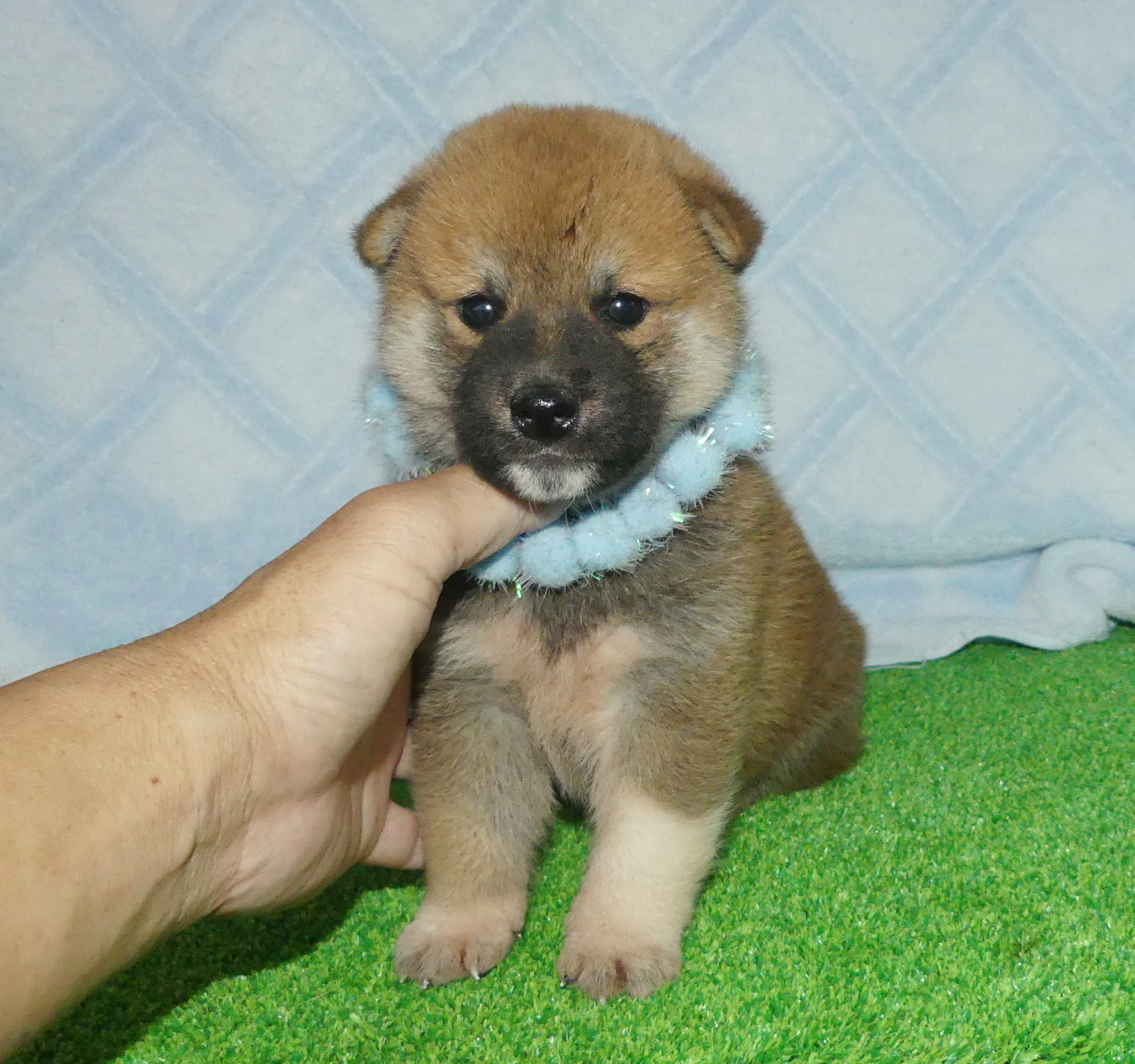 柴犬男の子です！