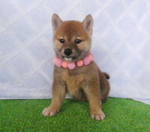 柴犬女の子です！