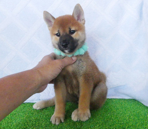 柴犬男の子です！