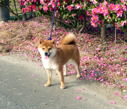 小次郎-5.jpg