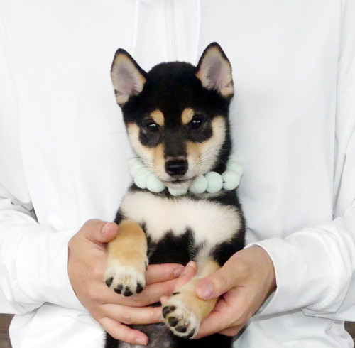 綺顔な顔の豆柴男の子です！混合ワクチン2回・狂犬病ワクチン接種込みの価格です。