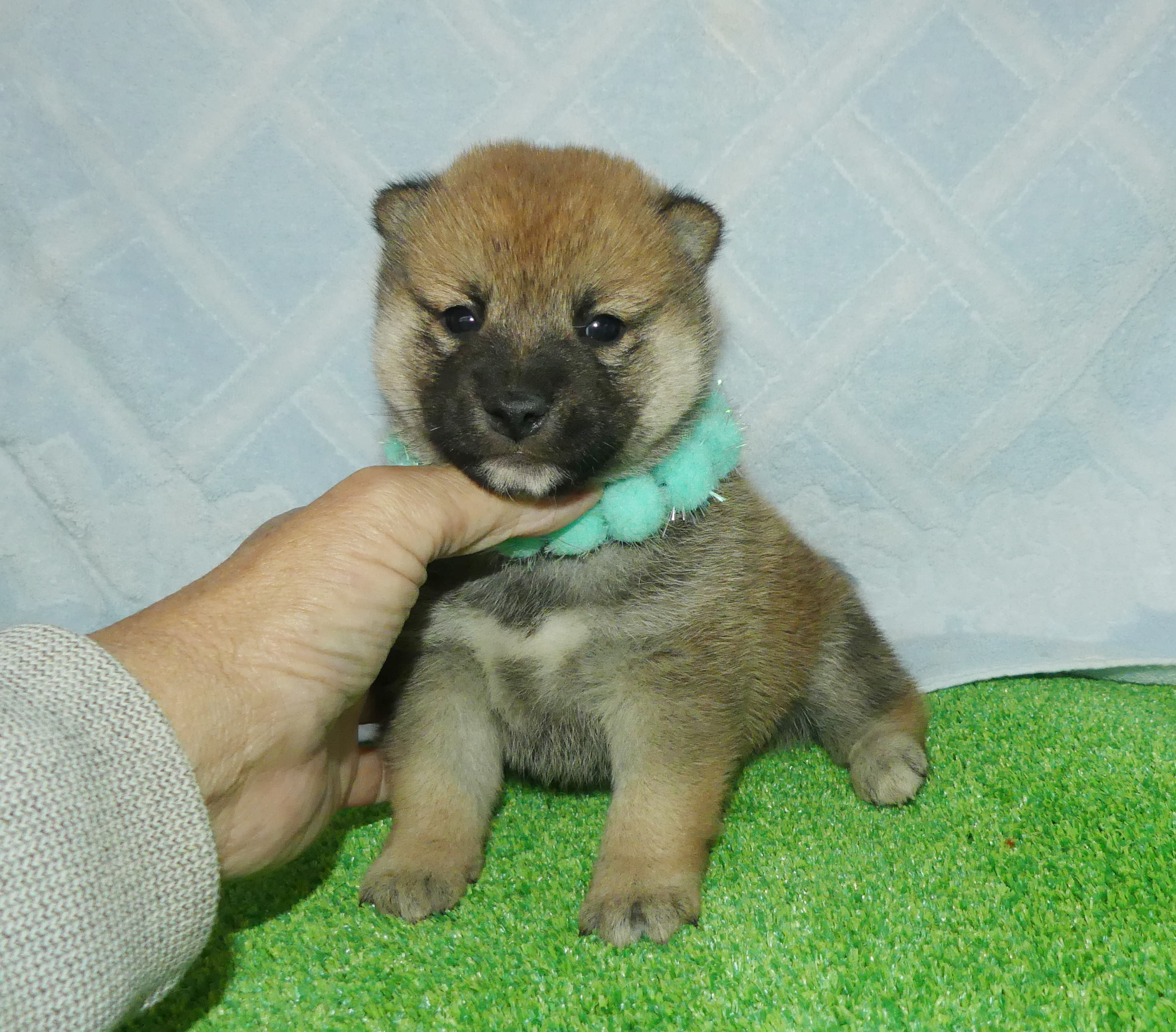 柴犬男の子です！