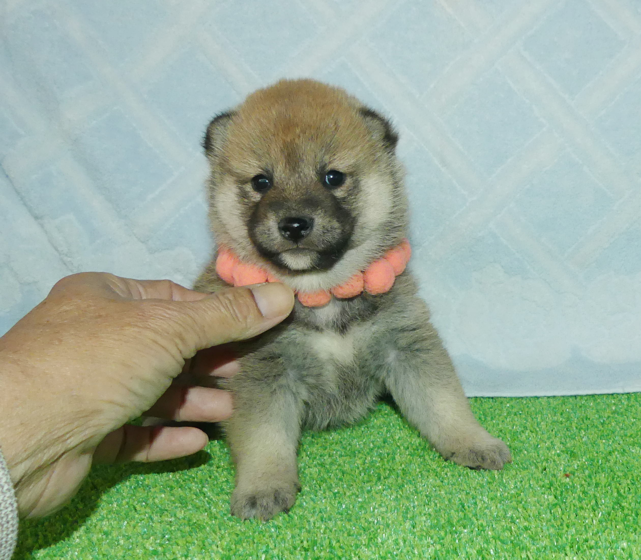 柴犬女の子です！