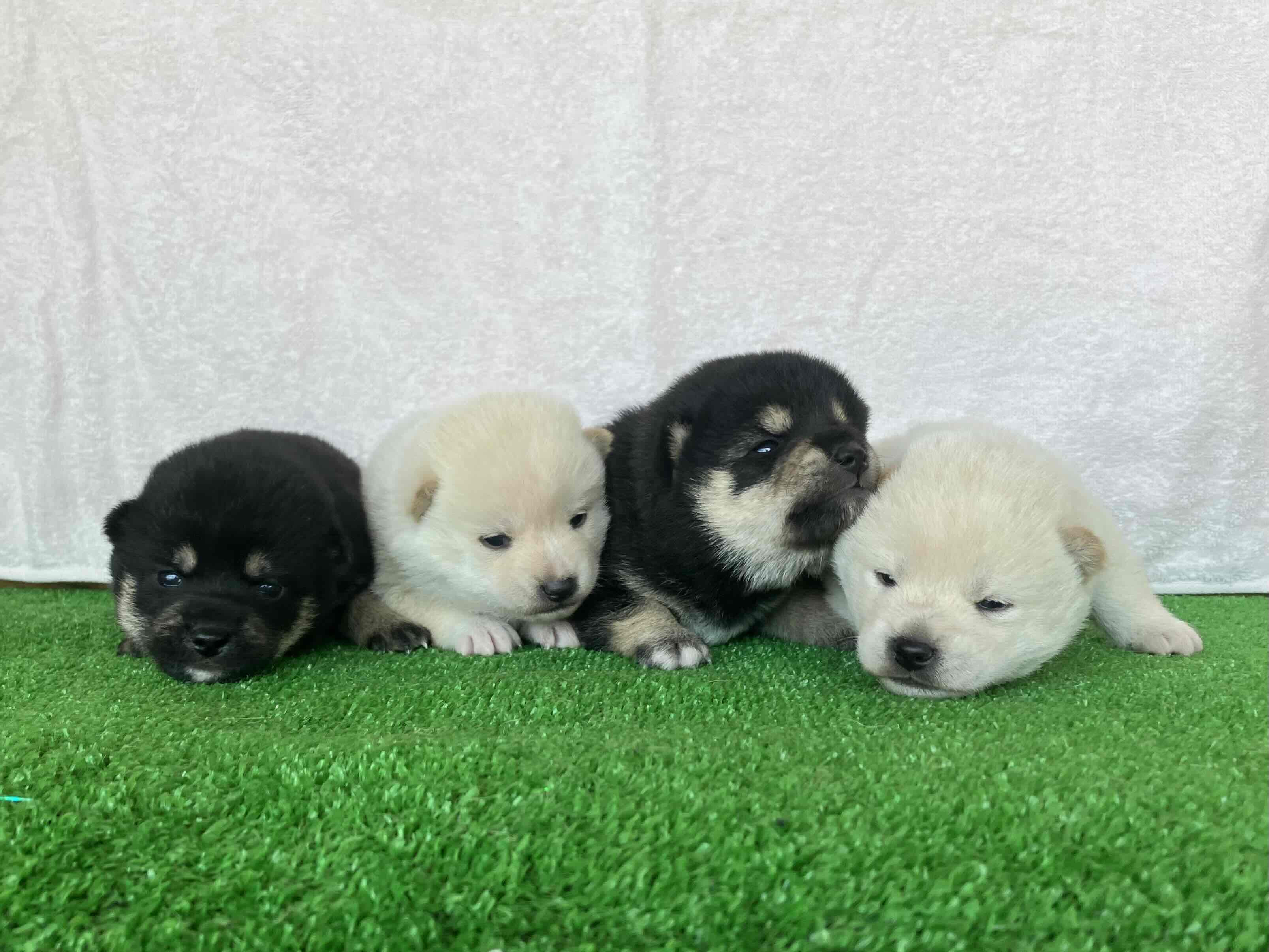 黒と白の豆柴が産まれました！