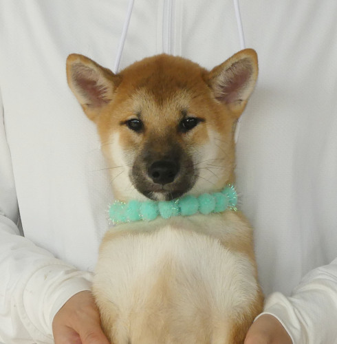 【柴犬男の子】混合ワクチン2回、狂犬病ワクチン接種込み特価です！