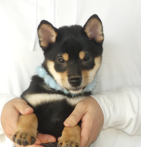 豆柴男の子です！