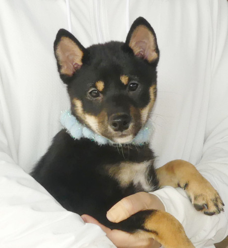 【豆柴男の子】混合ワクチン2回、狂犬病ワクチン接種込み特価です！