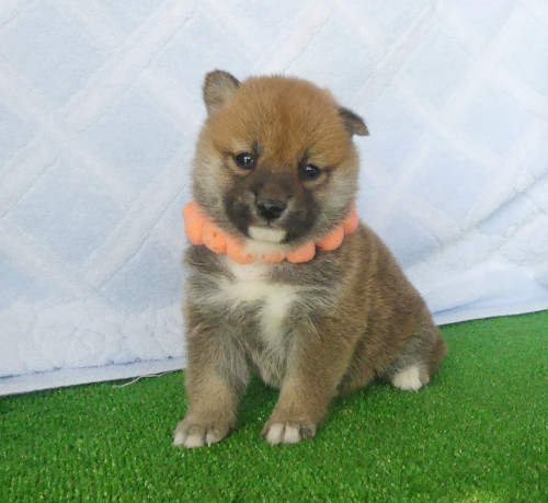 柴犬女の子です！